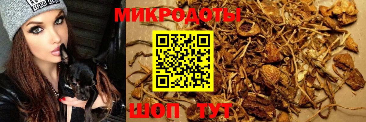 Ярославль  Галлюциногенные грибы Psilocybe  Вход с VPN 